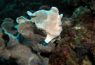 Gri bir mercan Boracay Adası Filipinlerinde beyaz bir kurbağa balığı