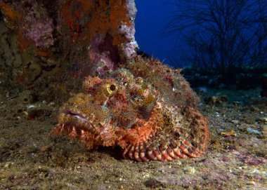 Sakallı Akrep Balığı Boracay Adası 'ndaki bir enkazda kamufle oldu.