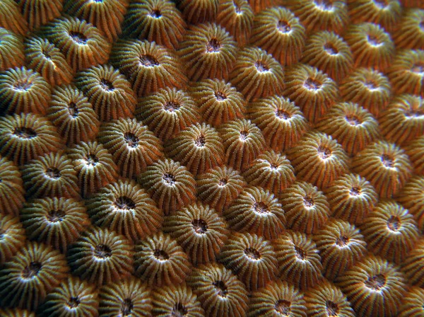 Nahaufnahme Der Diploastrea Heliopora Koralle Boracay Island Philippinen — Stockfoto