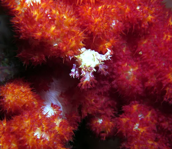 Candy Crab Επίσης Γνωστή Commensal Soft Coral Crab Στο Κοράλλι — Φωτογραφία Αρχείου