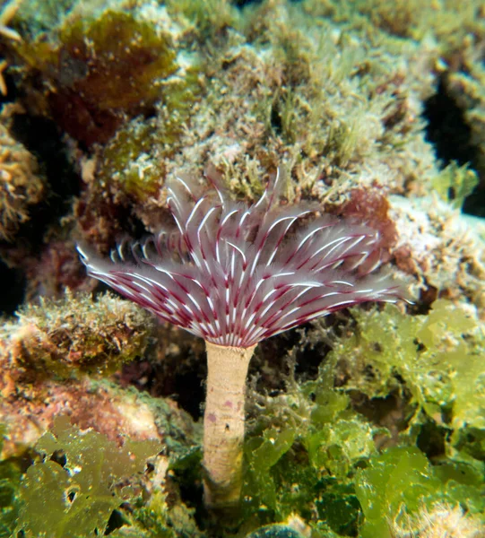 Purple Tube Worm Shallow Reef Boracay Island Philippines — Fotografia de Stock