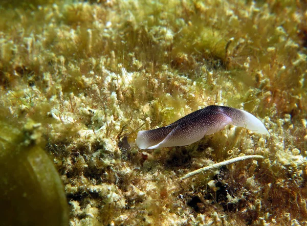 Eine Chelidonura Amoena Nacktschnecke Boracay Island Philippinen — Stockfoto