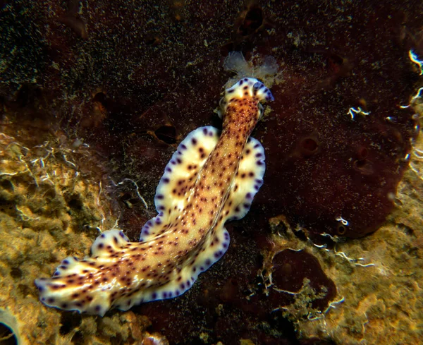 Pseudoceros Flatworm Crawling Soft Coral Boracay Island Philippines — Stock Photo, Image