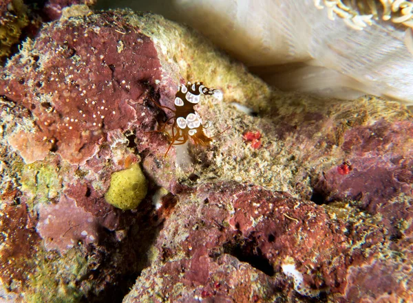 Eine Nahaufnahme Einer Squat Shrimp Boracay Island Philippinen — Stockfoto