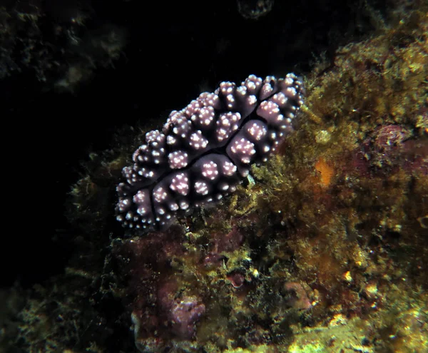 Una Phyllidiella Pustulosa Nudibranca Sui Coralli Boracay Island Filippine — Foto Stock