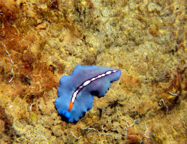 Corrida Stripe Flatworm Rastejando Naufrágio Boracay Filipinas — Fotografia de Stock