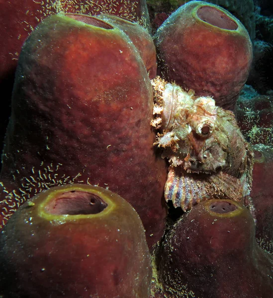 Bearded Scorpionfish Camouflaged Soft Coral Cebu Philippines – stockfoto