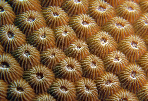 菲律宾Boracay岛Diploastrea Heliopora珊瑚的近景图像 — 图库照片