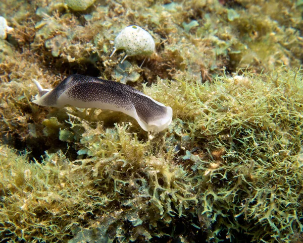 Chelidonura Amoena Nudibranch Isla Boracay Filipinas —  Fotos de Stock