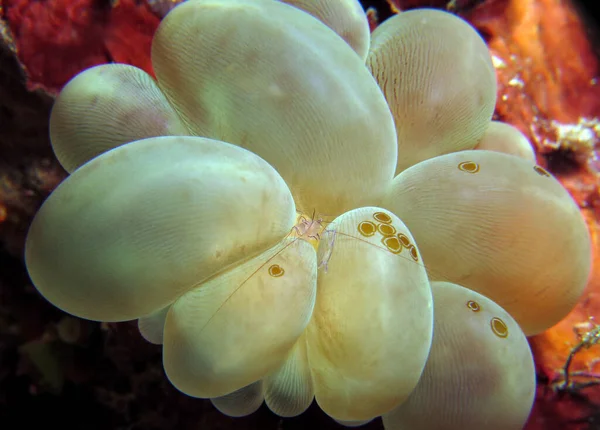 Kabarcık mercan mercan karidesi Cebu Filipinleri