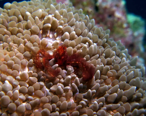 Orangutan Crab Crawling Soft Coral Boracay Island Philippines — Stockfoto