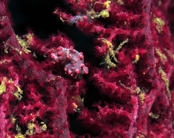 Pigmejski Konik Morski Hippocampus Bargibanti Gorgońskim Koralu Koralowym Boracay Filipiny — Zdjęcie stockowe