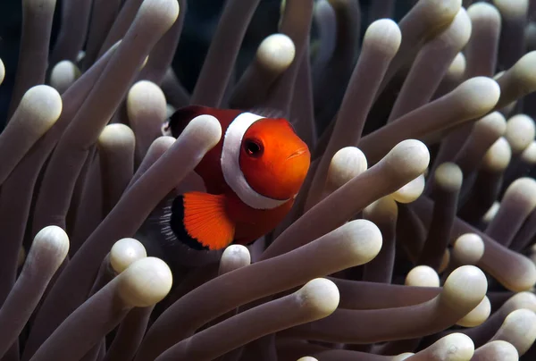 Falso Clown Anemonefish Riparato Anemone Cebu Filippine — Foto Stock