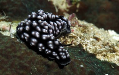 Mercanlar üzerinde Phyllidiella pustulosa çıplaklığı