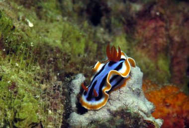 Bir Chromodoris Annae çıplak dalışı mercanlar üzerinde Cebu Filipinler