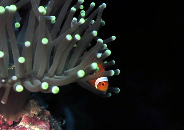 Deniz şakayığı Cebu Filipinlerinde sahte palyaço anemonisi