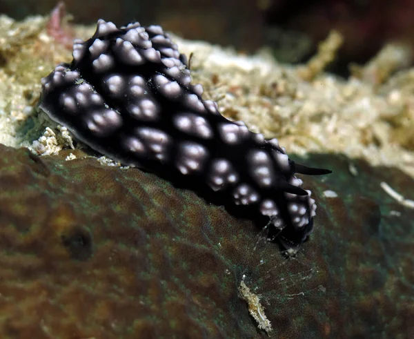 Phyllidiella Pustulosa Nudibranch Corals Cebu Philippines — Fotografia de Stock