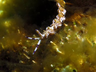 Bir Pteraeolidia Semperi çıplak dalışı Boracay Filipinleri 'nde sürünüyor.