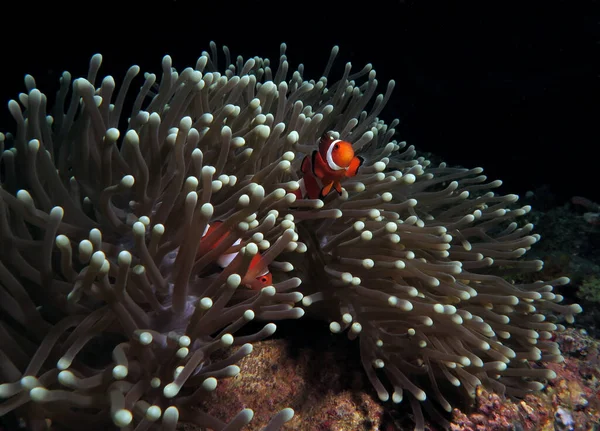 False Badut Anemonefish Anemone Cebu Philippines — Stok Foto