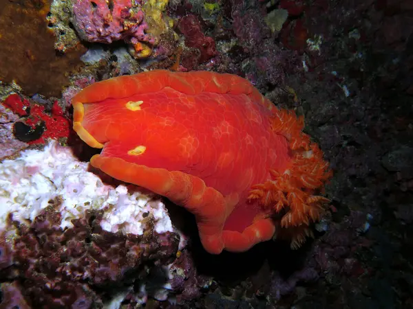Kırmızı İspanyol Dansçı çıplak Pescador Adası Filipinleri