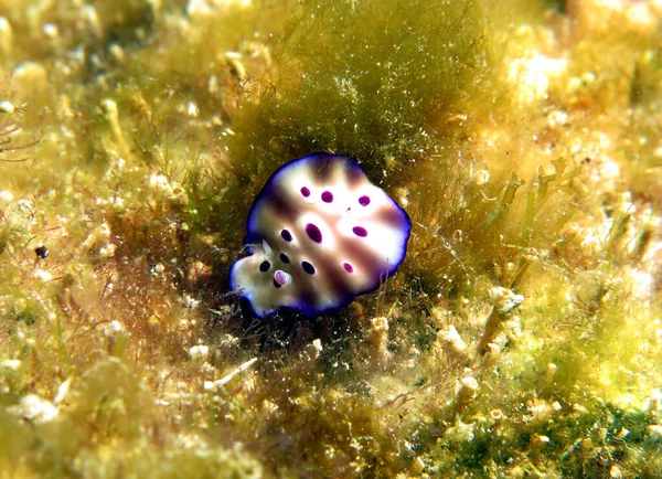 Ein Hypselodoris Tryoni Nacktschnecke Kriecht Boracay Island Phillipines — Stockfoto