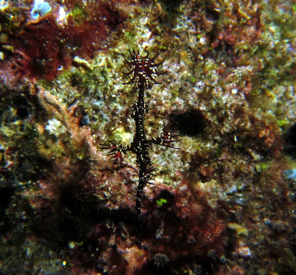 Preto Ornate Fantasma Pipefish Boracay Island Filipinas — Fotografia de Stock