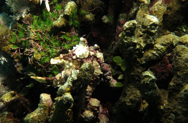 在菲律宾锡基约尔的硬珊瑚上伪装了一种疣蛙鱼 马尾藻 — 图库照片
