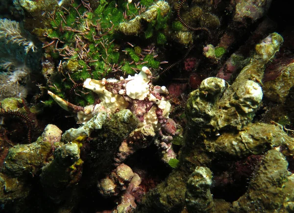 在菲律宾锡基约尔的硬珊瑚上伪装了一种疣蛙鱼 马尾藻 — 图库照片