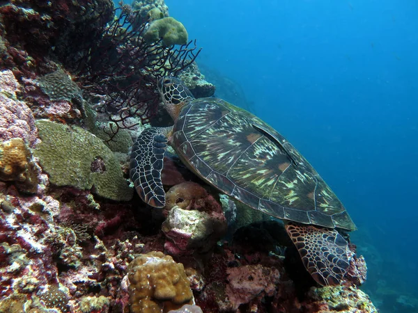 Green Turtle Resting Coral Cebu Philippines — Fotografia de Stock