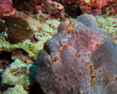 Filipinler 'in Gri Boyalı Kurbağa Balığı Pescador Adası' nın yakın görüntüsü 