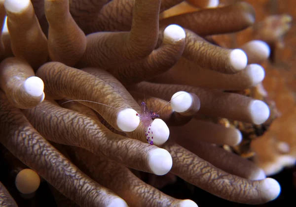 Cleaner Shrimp Mushroom Coral Cebu Philippines — Stockfoto