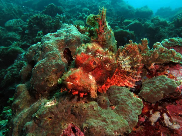 Bearded Scorpionfish Resting Corals Cebu Philippines — Foto de Stock