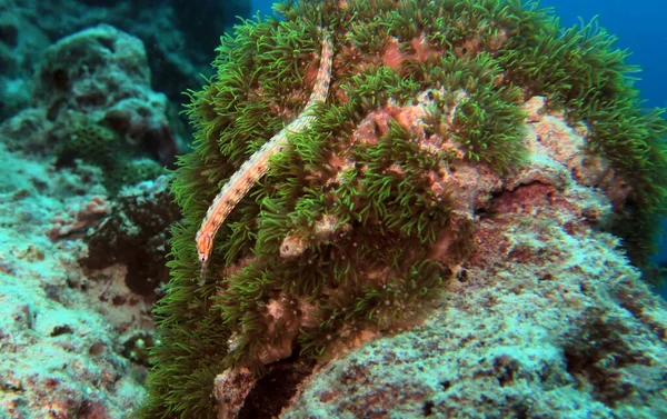 Schultz Pipefish Soft Corals Panagsama Beach Cebu Philippines — Fotografia de Stock