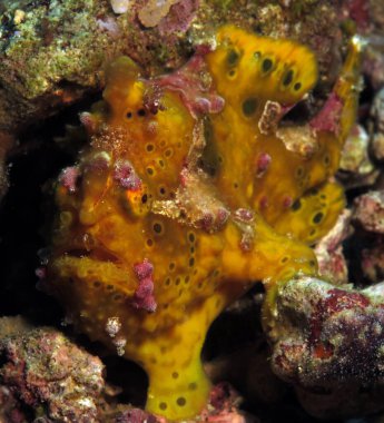 Siğilli Kurbağa Balığı Cebu Filipinleri 'nin yakın görüntüsü