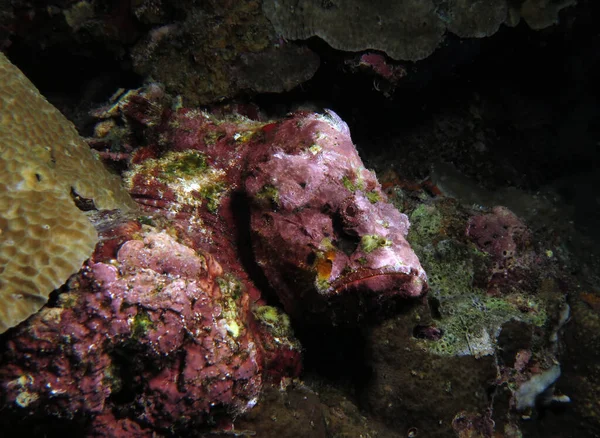 Teufelskorpionfisch Getarnt Zwischen Korallen Pescador Island Philippinen — Stockfoto