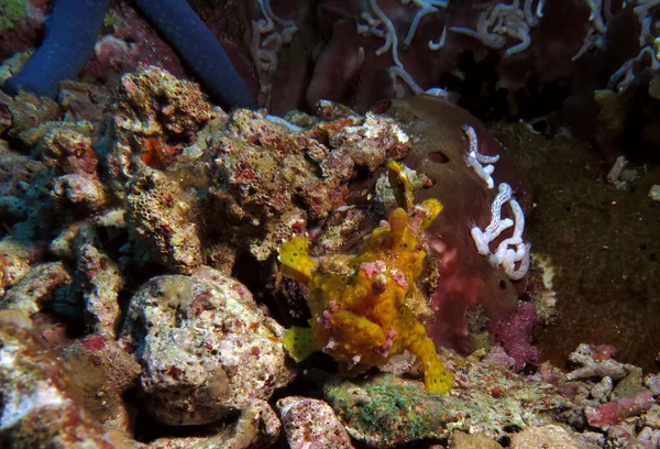 Kayalarda Yürüyen Sarı Bir Siğilli Kurbağa Balığı Cebu Filipinler — Stok fotoğraf
