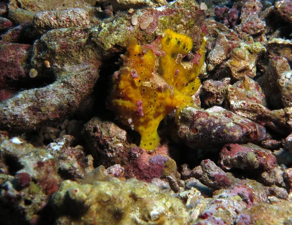 Close Aanzicht Van Een Gele Warty Frogfish Cebu Philippines — Stockfoto