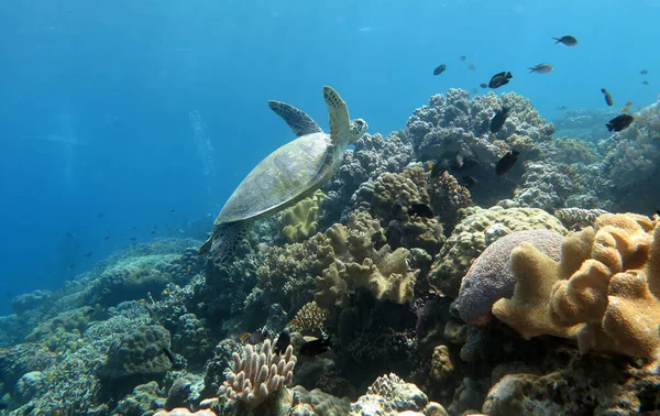 Bir yeşil kaplumbağa bir resif üzerinde yüzüyor Cebu Filipinler