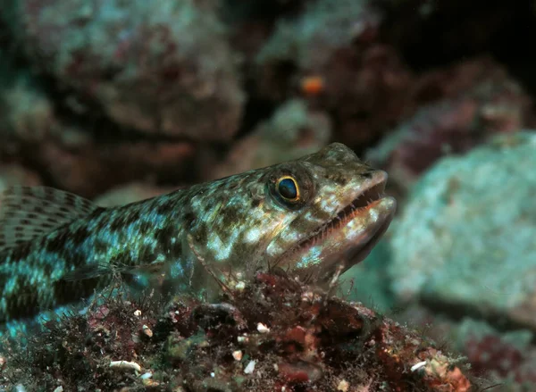 Close View Sand Lizardfish Amongst Corals Pescador Island Philippines — Stock Photo, Image