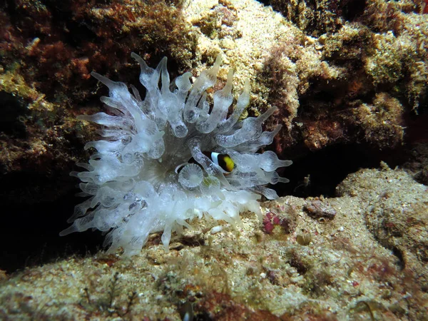 Beyaz bir baloncuk uçlu Anemone Cebu Filipinler 'in içinde küçük bir Clark' ın anemonbalığı