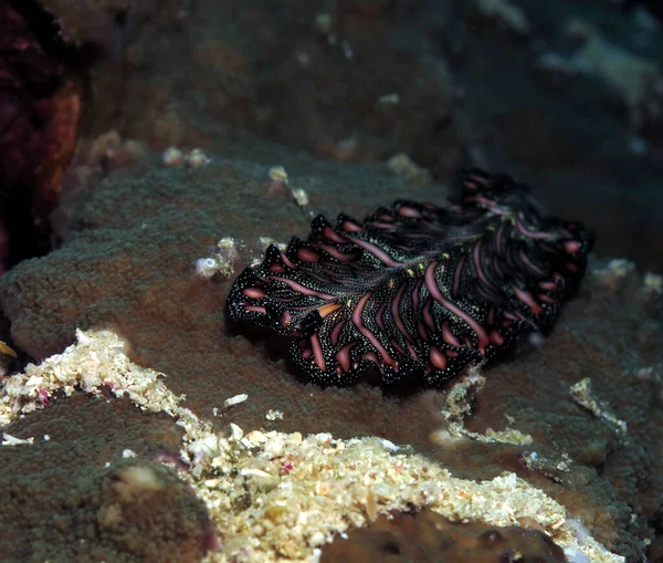 菲律宾宿务褐色珊瑚上的波斯地毯扁虫 — 图库照片