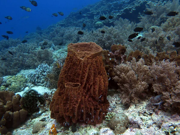 Giant Barrel Sponge Pescador Island Philippines — 图库照片