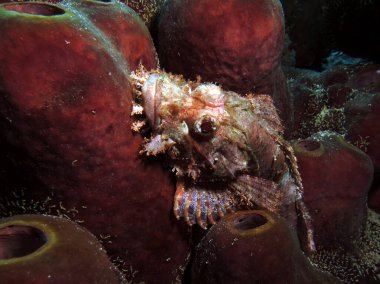 Sakallı Akrep Balığı, yumuşak mercan Cebu Filipinleri 'nde kamufle oldu. 