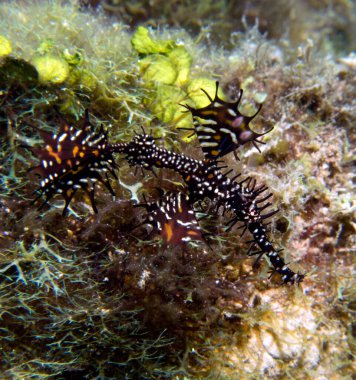 Kara Süslü Hayalet Boracay Adası Filipinleri