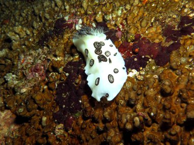Bir Jorunna Funebris çıplaklığı Boracay Adası Filipinleri 'nde sürünüyor. 