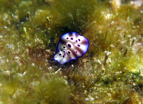 Hypselodoris Tryoni Nudibranch Crawling Boracay Island Phillipines — Foto de Stock