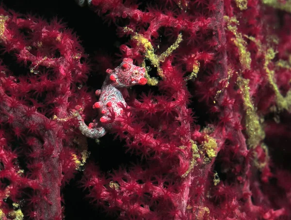 Pregnant Pygmy Seahorse Hippocampus Bargibanti Boracay Philippines — Stockfoto