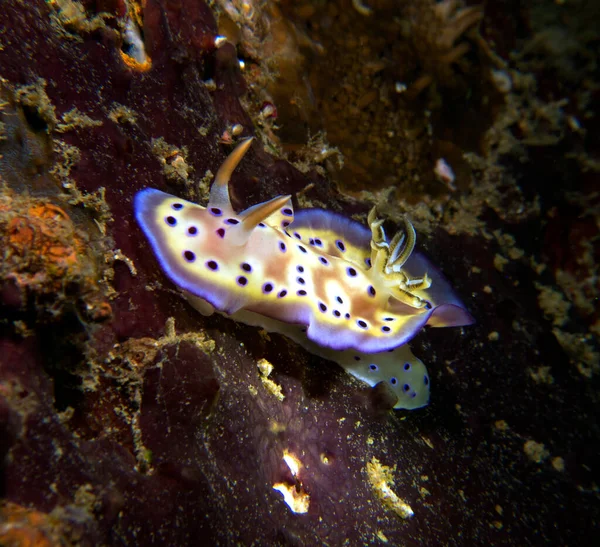 Goniobranchus Kuniei Nudibranch Crawling Boracay Island Philippines - Stock-foto