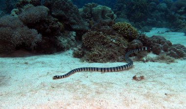 Deniz Krait 'i Siquijor Filipinleri