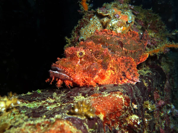 Scorpionfish Camouflaged Wreck Boracay Philippines — Stockfoto